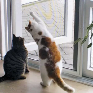 petnet petnet